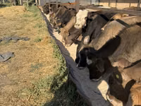 Toro, Raza Alatau — foto 1