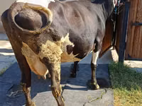 Kuh, Holstein-Rasse — Foto 4