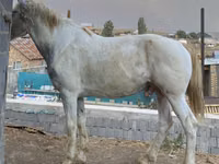 घोड़ा, Kazakh horse — फ़ोटो 2