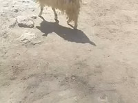 ماعز (دفعة، الجنس غير محدد), الماعز — الصورة 5