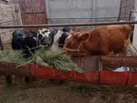 公牛, Simmental cattle — 照片 1