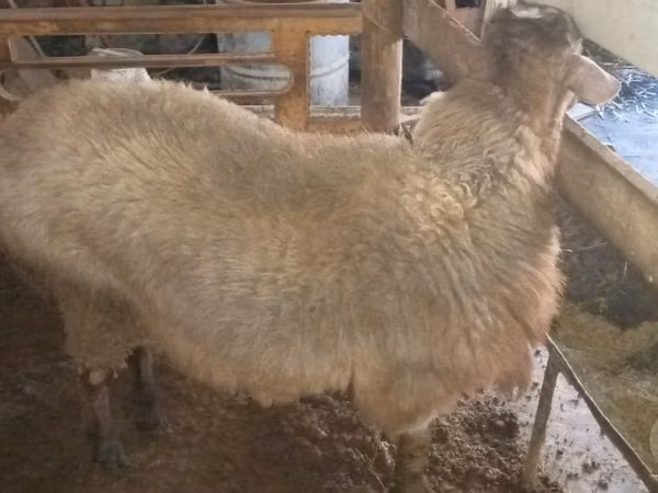 Widder, Schafe — Usbekistan