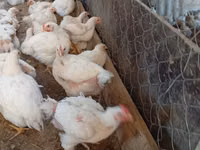 Chickens — Foto 3