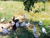 Chickens — Foto 2