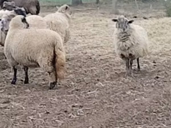 Oveja, Merino sheep