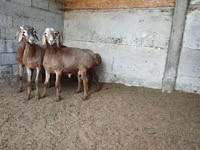 Carnero, Rhon sheep — foto 3
