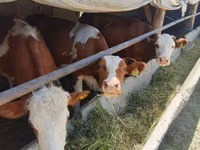 Toro, Simmental cattle — foto 1