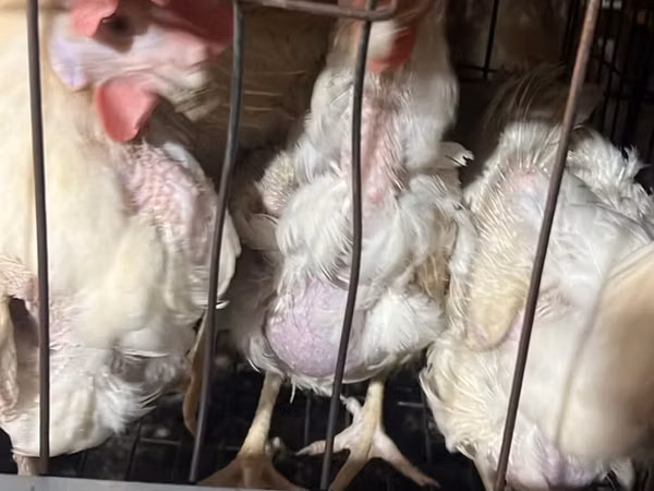 Chickens — Kirgisistan