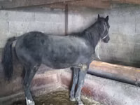 Caballo, Caballos — foto 1