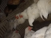 Chickens — Foto 4