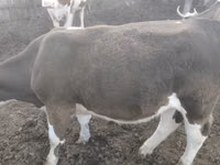 Vaca, Simmental cattle — foto 5