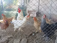 Brahma — Foto 7