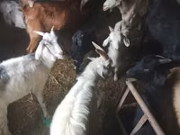 Cabra, Cabras — foto 3