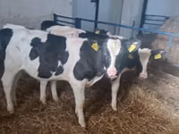 Kuh, Russian Black pied cattle — Foto 7