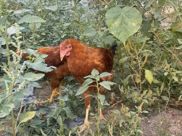 Chickens — Kirgisistan