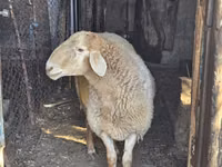 Widder, Hissar sheep — Foto 4