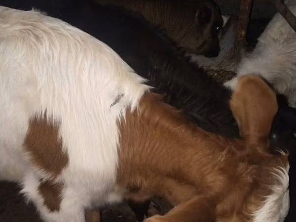 सांड, Simmental cattle