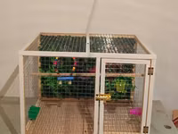 Papuqay,dovşan,hamster,şinşila,bildirçin,cücə,xamyak,pişik,quş,tısbağa — Foto 1