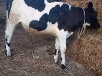 Toro, Russian Black pied cattle — foto 5