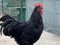 Chickens — photo 1