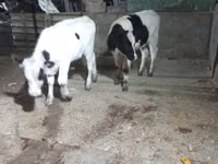 Kuh, Russian Black pied cattle — Foto 2