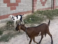 Ziege, Nubian Goat — Foto 4