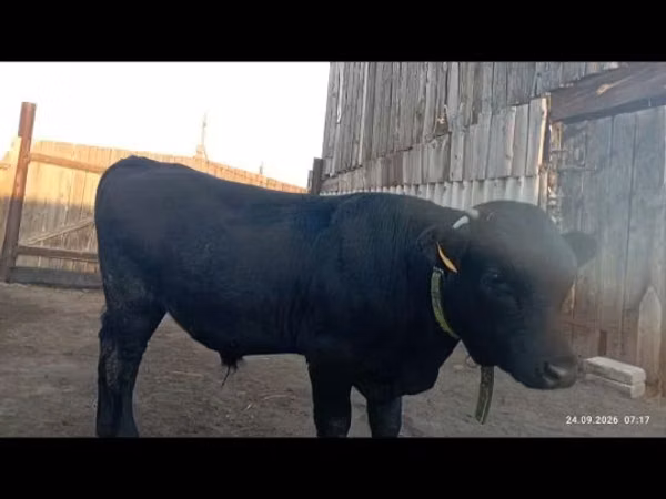 公牛, Swiss cattle — 哈萨克斯坦