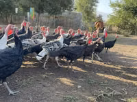 Turkeys — photo 3