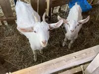 母山羊, Goats — 照片 3
