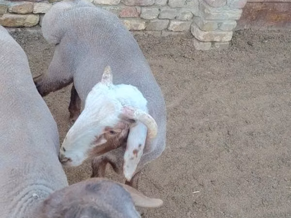 Carnero, Ovejas