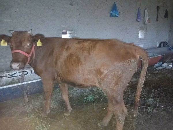 गाय, मवेशी — उज़्बेकिस्तान