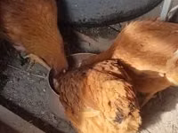 Chickens — Foto 2