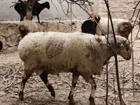 Widder, Arashan sheep — Foto 3