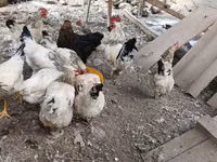Chickens — Foto 3