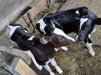 Бұқа, Russian Black pied cattle — 2-сурет