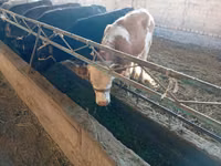 Kuh, Swiss cattle — Foto 1