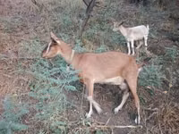 母山羊, Goats — 照片 5