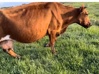 गाय, मवेशी — फ़ोटो 1