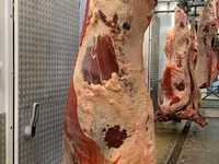 Бұқа, Ірі қара — 7-сурет