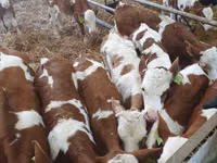 Qoramol (partiya, jinsi ko‘rsatilmagan), Simmental cattle — 1-rasm