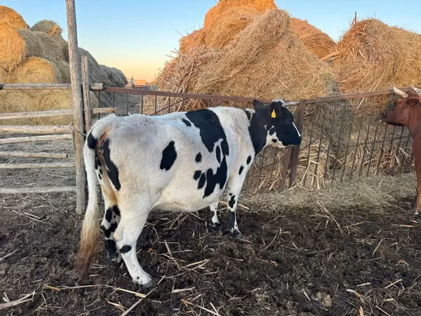 Kuh, Latvian Blue cattle