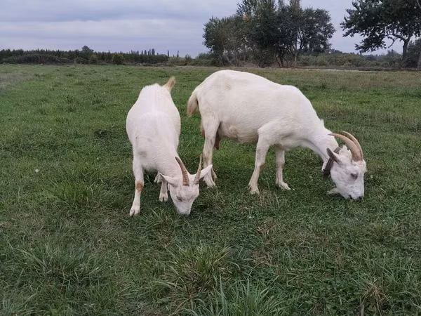 母山羊, Goats