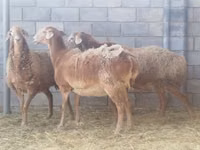 Widder, Hissar sheep — Foto 2