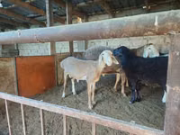 Carnero, Arashan sheep — foto 6