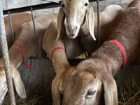 نعجة, Arashan sheep — الصورة 7