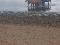 Stute, Kustanai horse — Foto 1