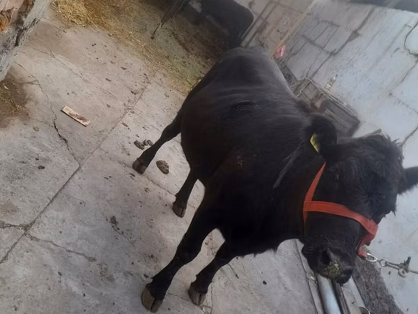 母牛, Aberdeen-Angus — 吉尔吉斯斯坦
