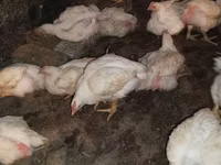 Chickens — foto 3