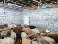 نعجة, Beulah Speckled face sheep — الصورة 6