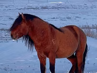 Hengst, Mugalzhar horse — Foto 7